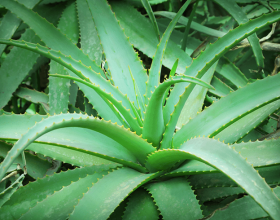 Aloe Vera Extract