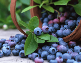 Bilberry Extract