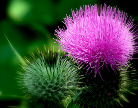 Milk Thistle Extract