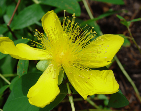 St John’s Wort Extract