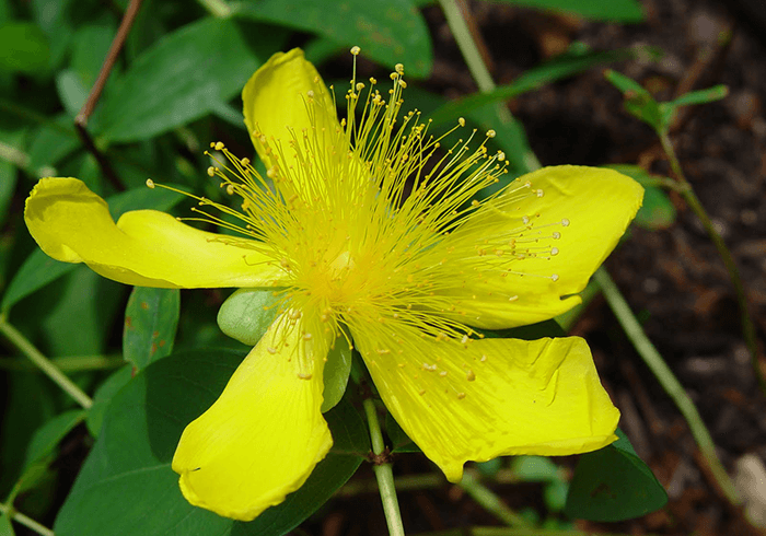 St John’s Wort Extract